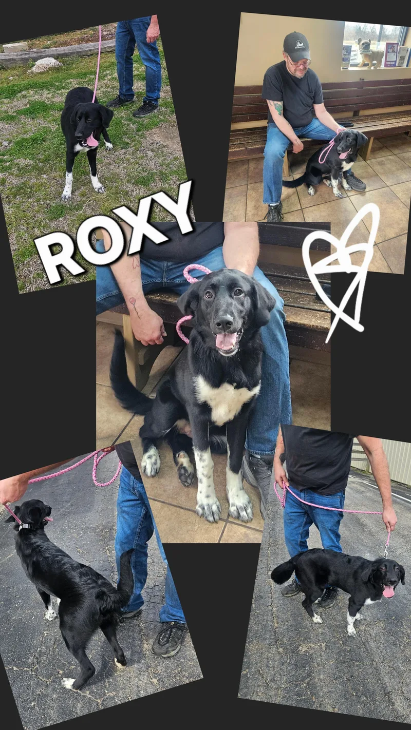 Roxy thumbnail 3