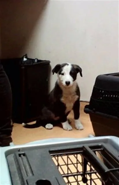 A baby small-sized female Australian Shepherd dog named Callie for adoption in Martinez, CA