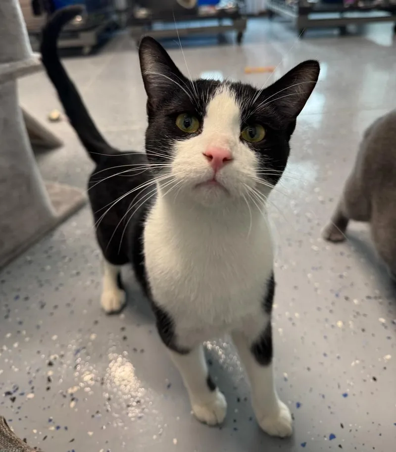 A young medium-sized male Domestic Short Hair cat named Austin for adoption in Sparta, WI