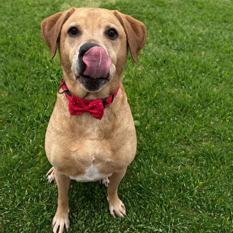 An adult large-sized male Yellow / Tan / Blond / Fawn Yellow Labrador Retriever dog named Butterball for adoption in Binghamton, NY