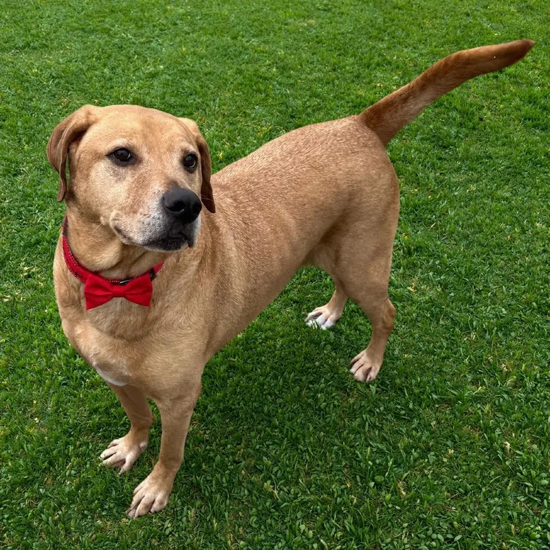 Butterball thumbnail 2