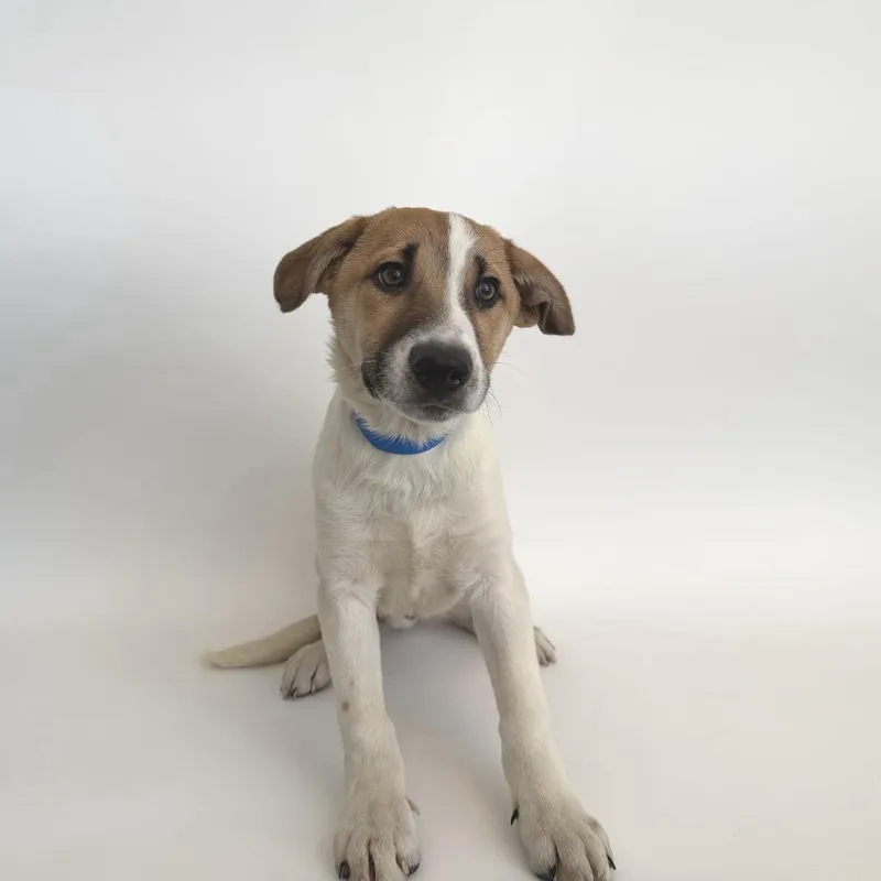A baby small-sized male White / Cream Mixed Breed dog named Lil Boy for adoption in Saint Louis, MO