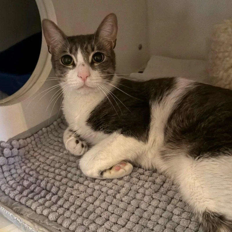 An adult medium-sized male Domestic Short Hair cat named Felipe for adoption in Brooklyn, NY