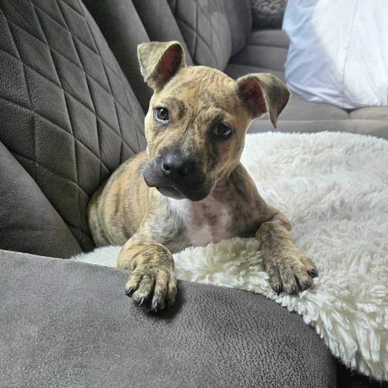 Remi