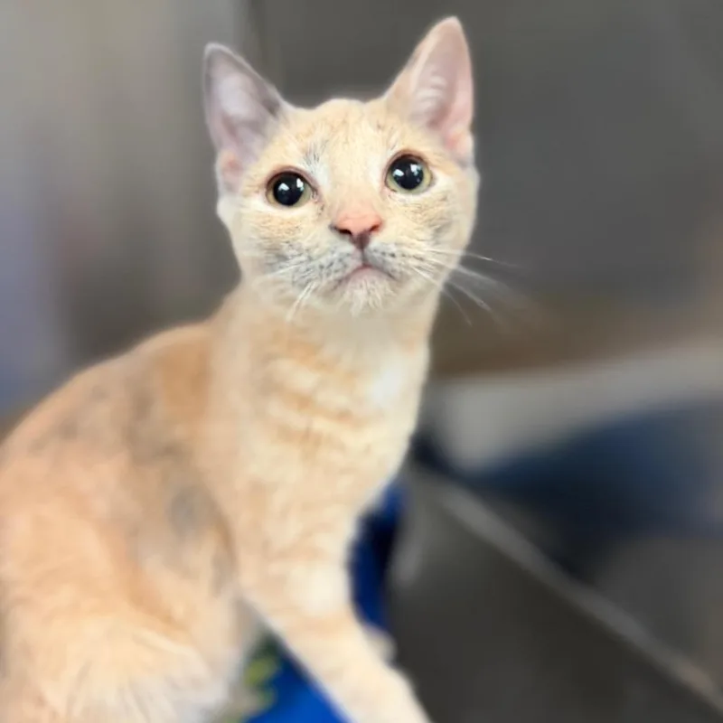 A baby small-sized female Calico Domestic Short Hair cat named Memow for adoption in Newark, NJ