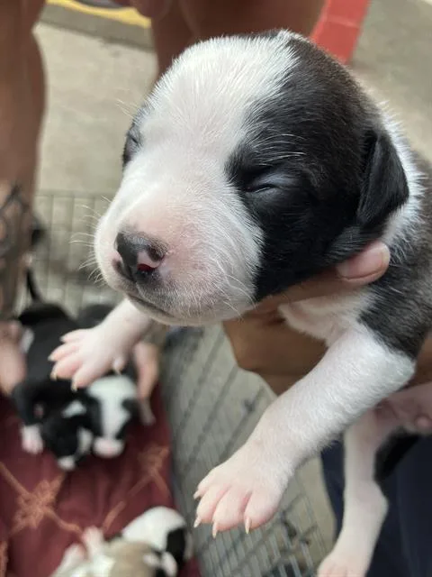 A baby medium-sized female Mixed Breed dog named Dandelion for adoption in Dallas, TX