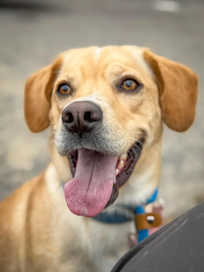 An adult medium-sized male Labrador Retriever dog named Connor for adoption in San Diego, CA
