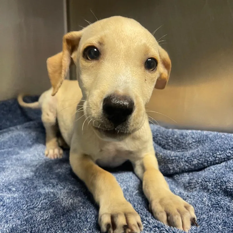 A baby medium-sized male Yellow / Tan / Blond / Fawn Mixed Breed dog named Nimbus for adoption in Valley, AL