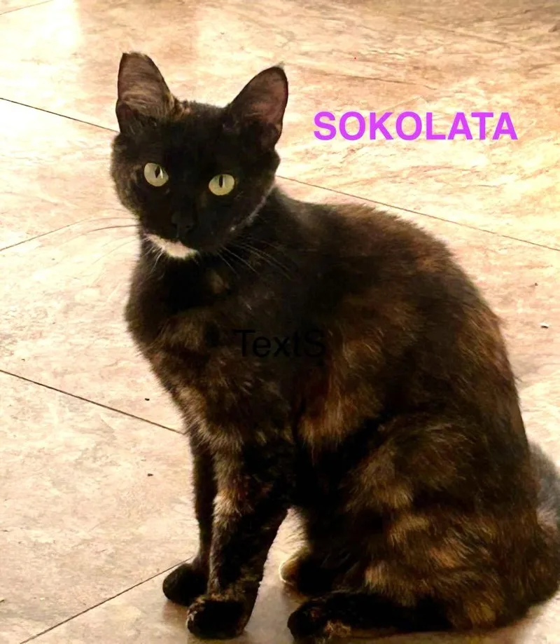 Sokolata thumbnail 3