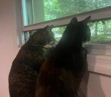 Sokolata thumbnail 4