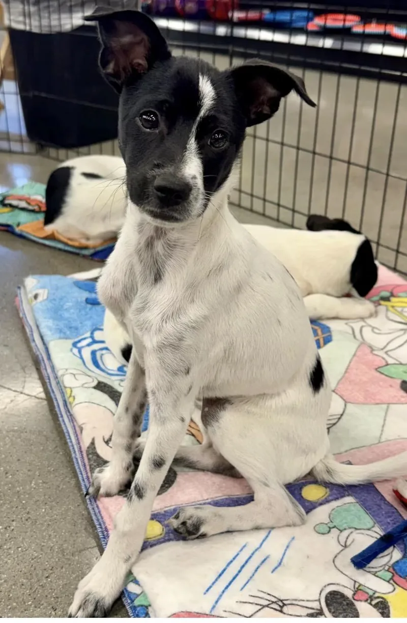 A baby small-sized male Jack Russell Terrier dog named William Henry for adoption in El Cajon, CA