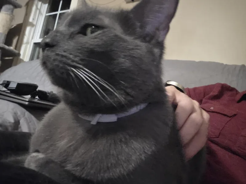 An adult medium-sized female Gray / Blue / Silver Domestic Short Hair cat named Gracie for adoption in Elyria, OH
