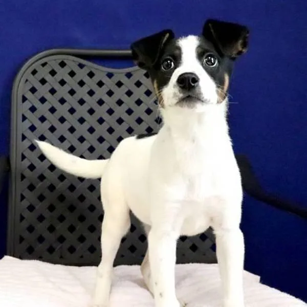 Elisabeta thumbnail 2