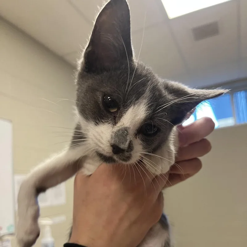 A baby small-sized male Gray / Blue / Silver Domestic Short Hair cat named Teeter Totter for adoption in Bristol, IN