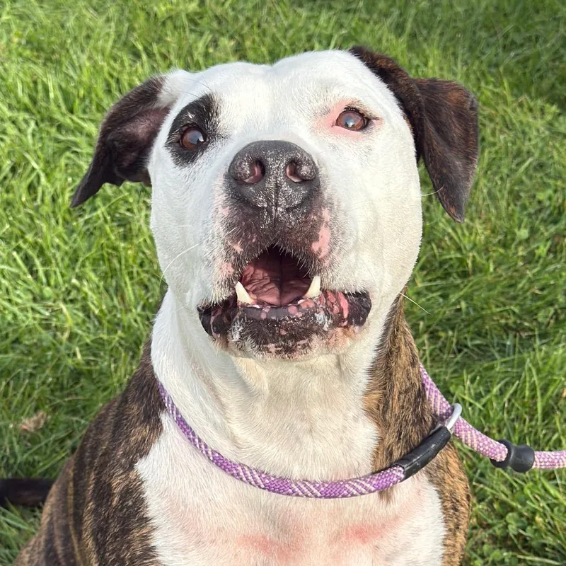 An adult large-sized male Brown / Chocolate Pit Bull Terrier dog named Chance for adoption in Perkiomenville, PA