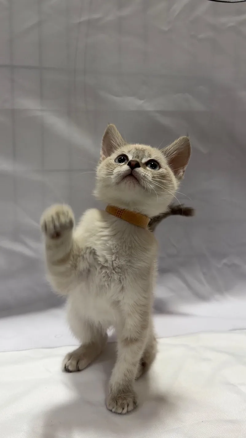 A young small-sized male Domestic Short Hair cat named Toast for adoption in Fullerton, CA