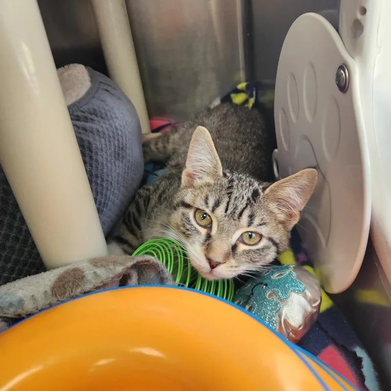 A baby small-sized female Domestic Short Hair cat named Marnie for adoption in Brockton, MA