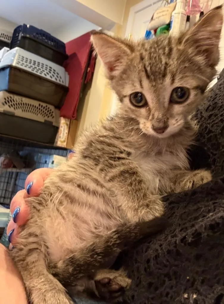 A baby small-sized male Domestic Short Hair cat named Hamburg for adoption in Syracuse, IN