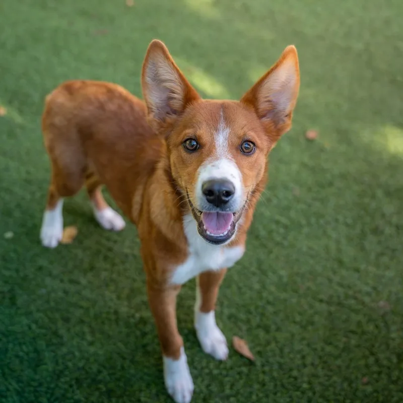 A baby medium-sized female Red / Chestnut / Orange Cattle Dog dog named Rosie for adoption in Gainesville, GA