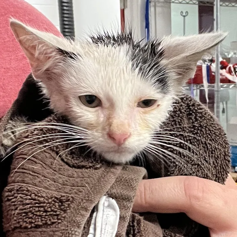A baby small-sized male Domestic Short Hair cat named FleaC for adoption in East Saint Louis, IL