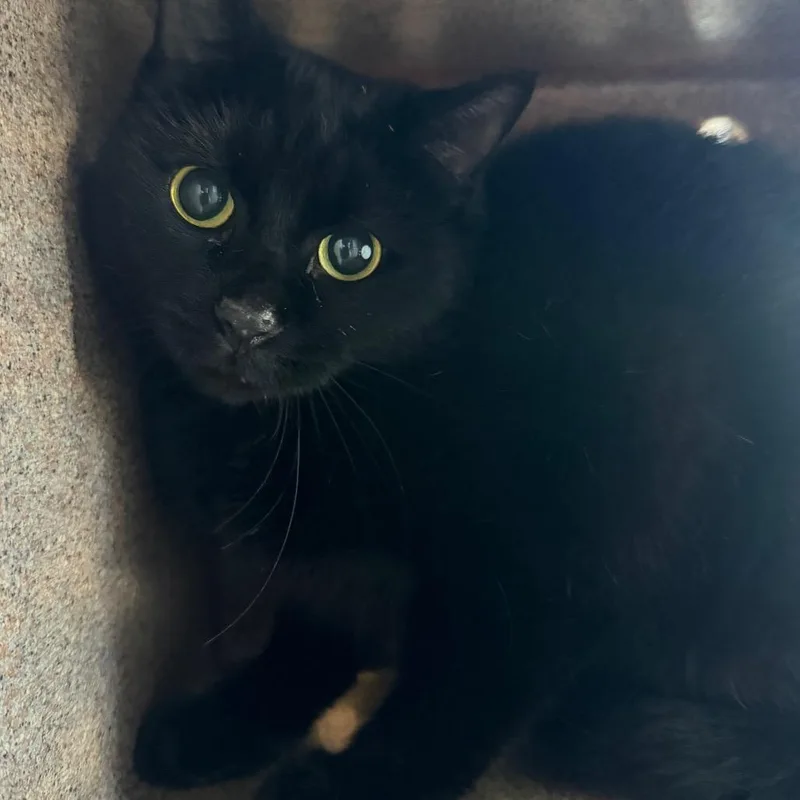 An adult medium-sized female Black Domestic Short Hair cat named Lilybug for adoption in Birmingham, AL