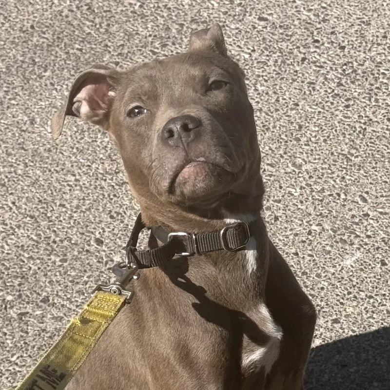 An adult small-sized male Gray / Blue / Silver Pit Bull Terrier dog named Jack Skellington for adoption in Las Vegas, NV