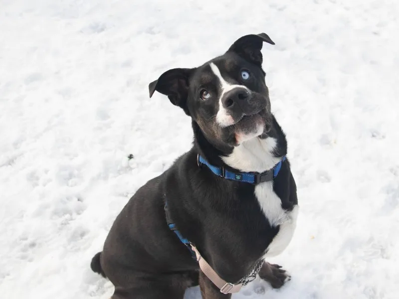 An adult large-sized male Husky dog named Knox for adoption in Lansing, KS