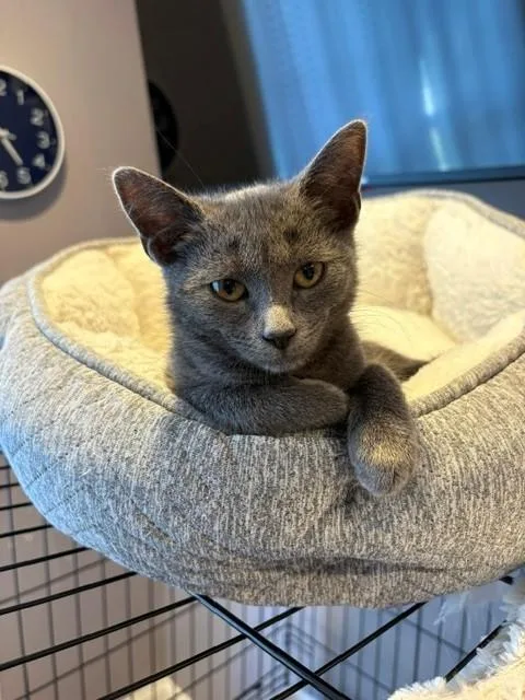 A baby medium-sized female Gray / Blue / Silver Domestic Short Hair cat named Bo for adoption in Little Falls, NJ