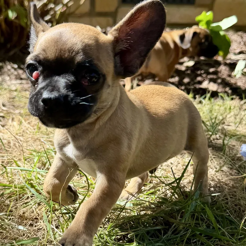A baby small-sized male Chihuahua dog named Villie for adoption in Thompson's Station, TN