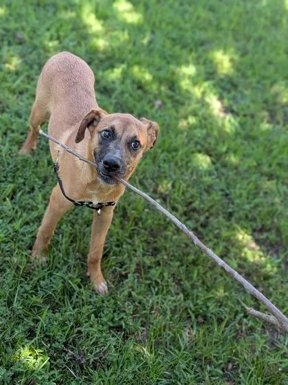 A baby medium-sized male Shepherd dog named Wile E. Coyote for adoption in New Orleans, LA