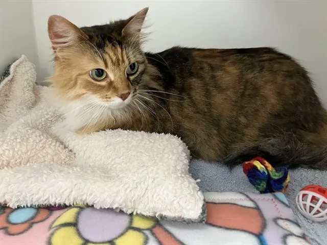 An adult medium-sized female Domestic Medium Hair cat named Baby for adoption in Kent, WA