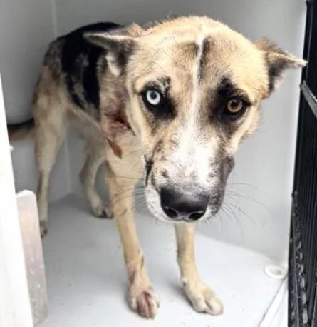 A young medium-sized female German Shepherd Dog dog named A for adoption in Houston, TX