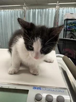 A baby small-sized male Domestic Short Hair cat named Sochi for adoption in Cincinnati, OH