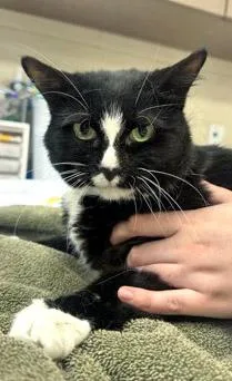 A senior medium-sized female Domestic Short Hair cat named Pepper Marie for adoption in Fishers, IN