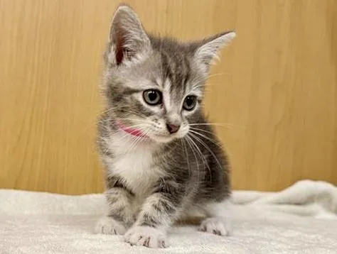 A baby small-sized female Domestic Short Hair cat named Snow White for adoption in Saint Louis, MO