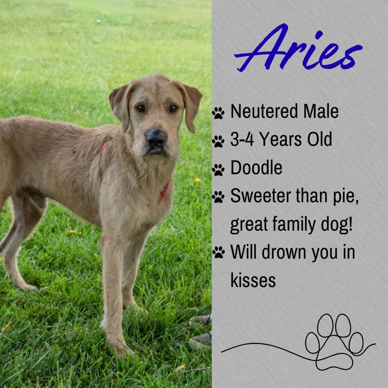 An adult large-sized male Yellow / Tan / Blond / Fawn Labradoodle dog named Aries for adoption in Junction City, KS