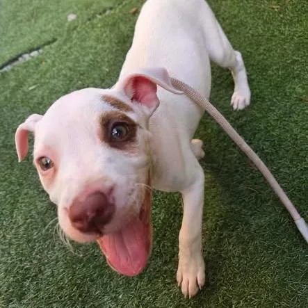 A baby medium-sized male White / Cream Hound dog named Ace Fuller for adoption in Little Rock, AR