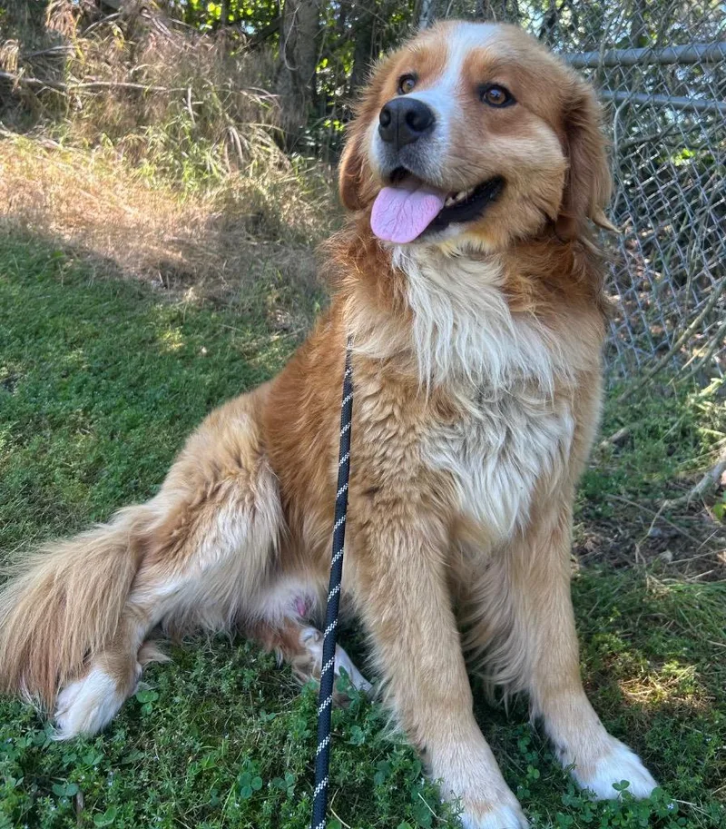 A young medium-sized male Mountain Dog dog named Tank for adoption in Russellville, KY