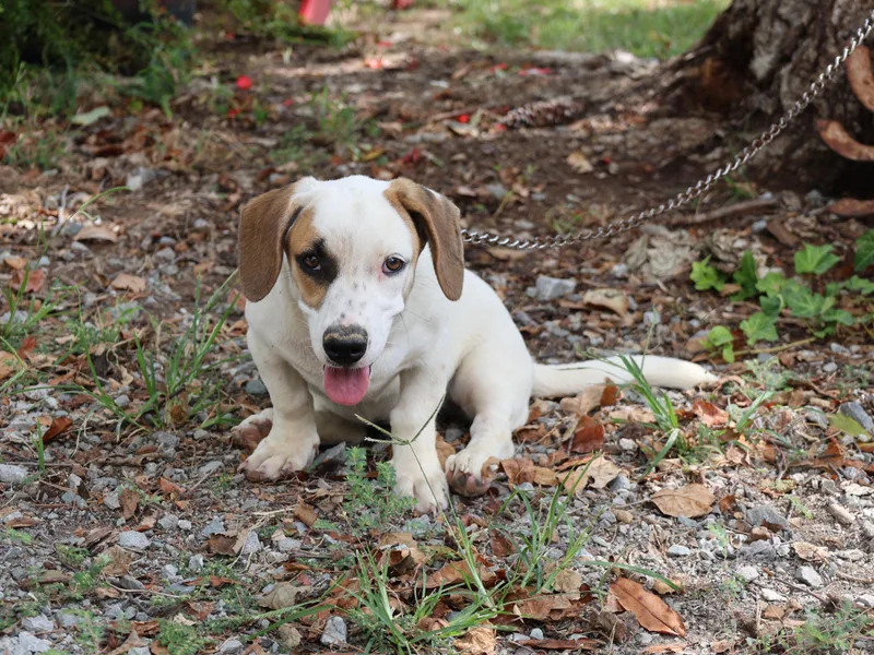 A baby medium-sized female Dachshund dog named Penny for adoption in Humboldt, TN