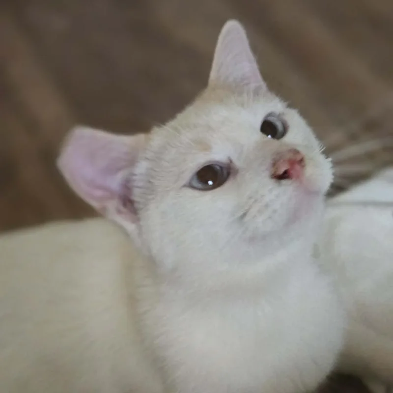 A young small-sized male Orange / Red Siamese cat named Georgie Boy for adoption in Agoura Hills, CA