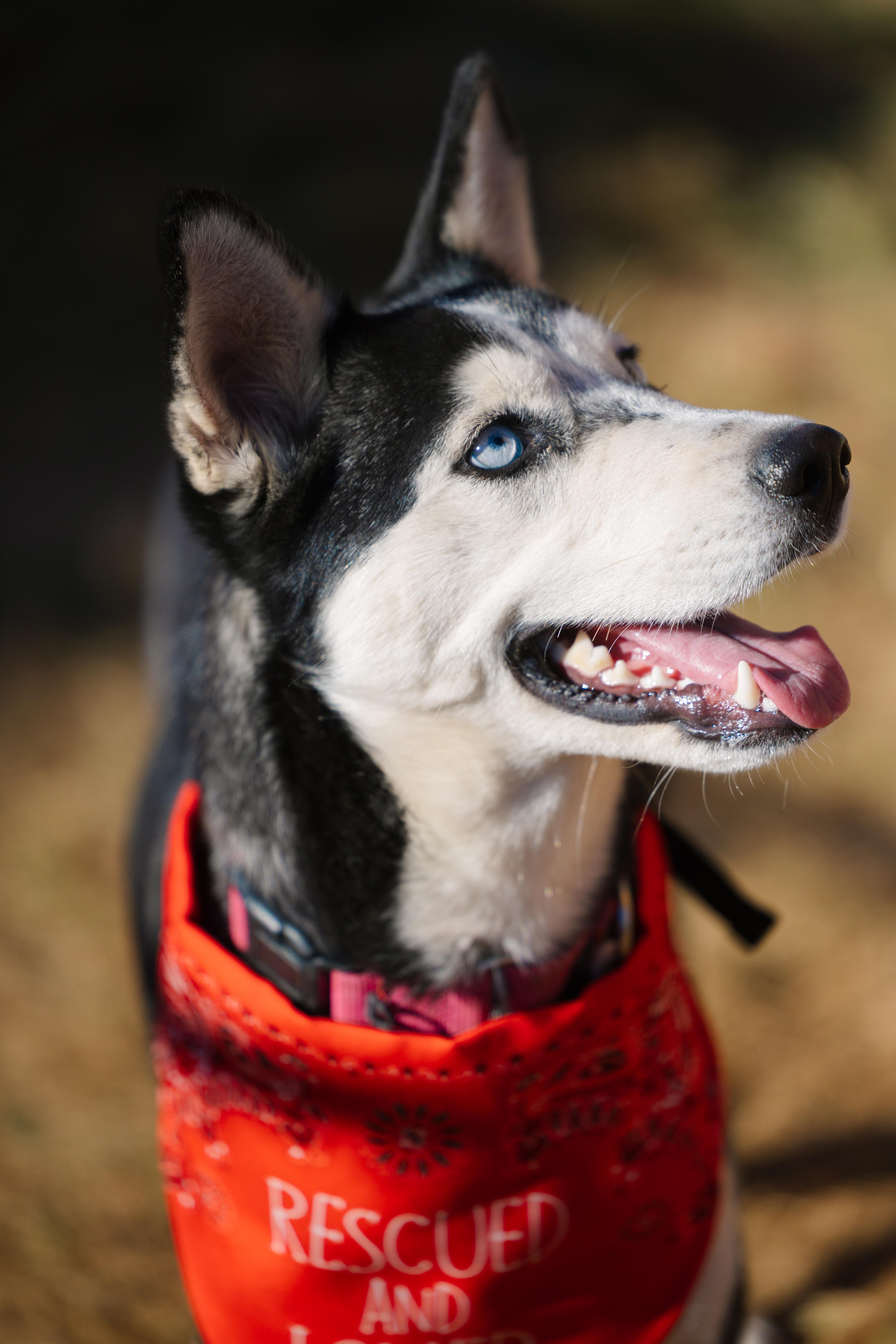An adult medium-sized female Gray / Blue / Silver Husky dog named Sprite for adoption in Austin, TX