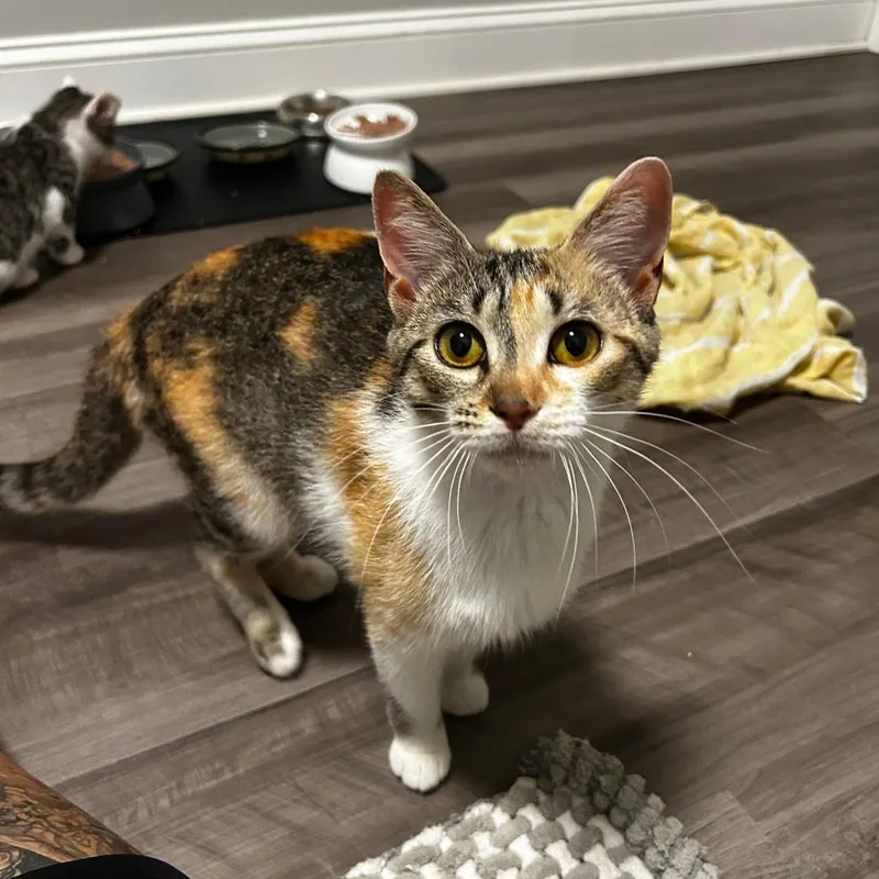 An adult small-sized female Calico Domestic Medium Hair cat named Deb for adoption in Oak Ridge, TN