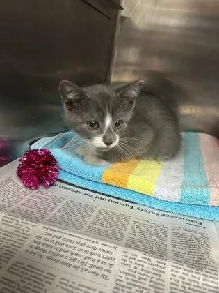 A baby small-sized female Domestic Short Hair cat named Chest for adoption in Houston, TX