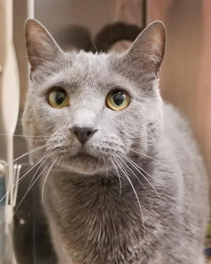 An adult medium-sized female Domestic Short Hair cat named Lennon for adoption in Fishers, IN