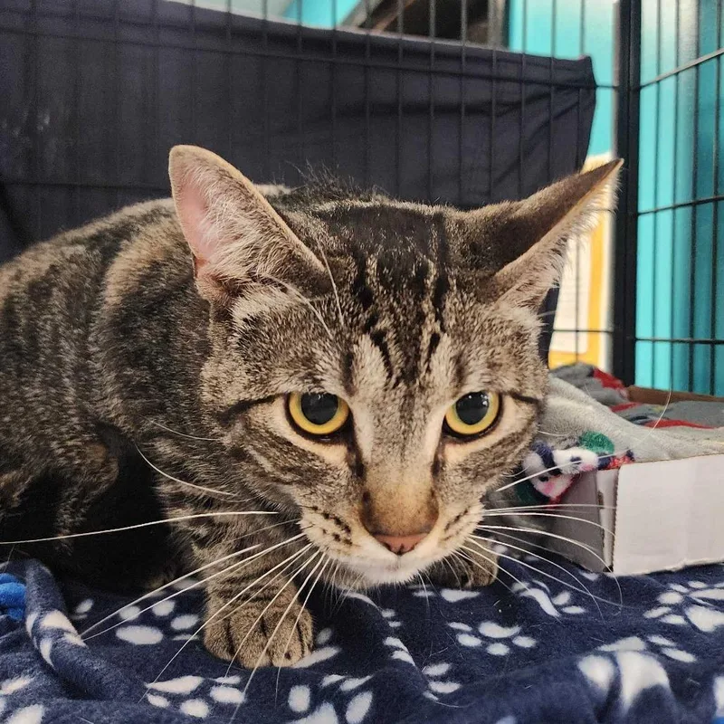An adult large-sized male Brown / Chocolate Domestic Short Hair cat named Ford Fiesta for adoption in Davenport, IA