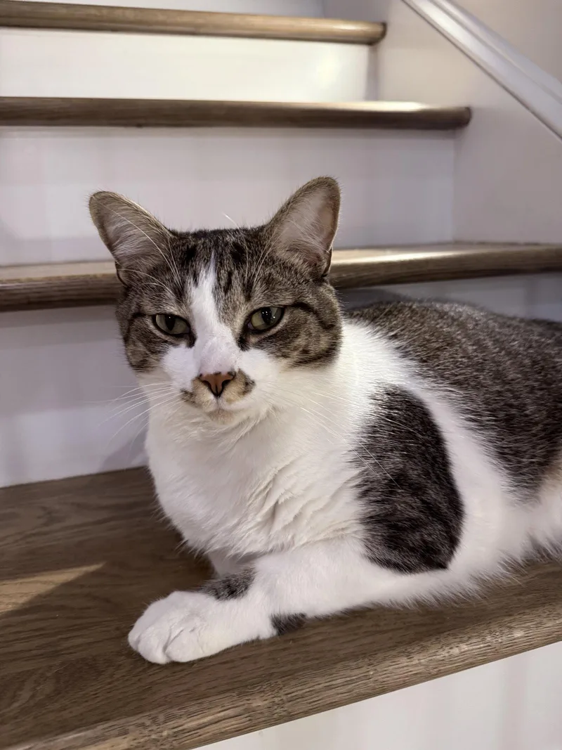 An adult medium-sized male Domestic Short Hair cat named Max for adoption in Forest, VA