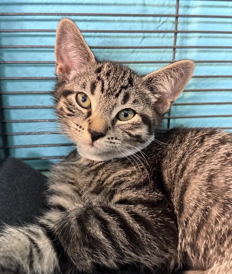 A baby medium-sized female Tabby (Brown / Chocolate) Domestic Short Hair cat named Phoebe for adoption in Long Beach, NY