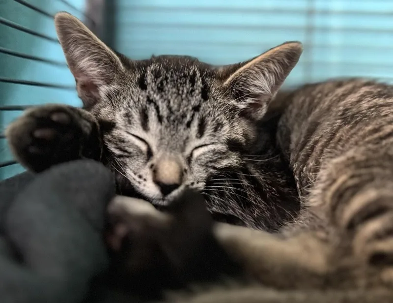 Phoebe thumbnail 3