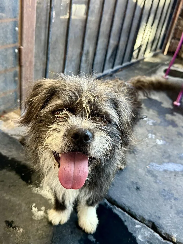 An adult small-sized male Tricolor (Brown, Black, & White) Terrier dog named Humpdy for adoption in TUCSON, AZ