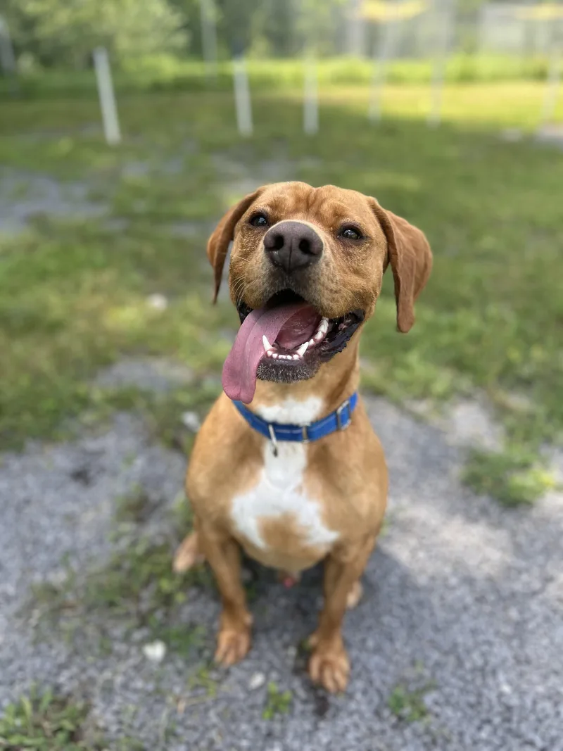 An adult medium-sized male Mixed Breed dog named Max for adoption in Howes Cave, NY
